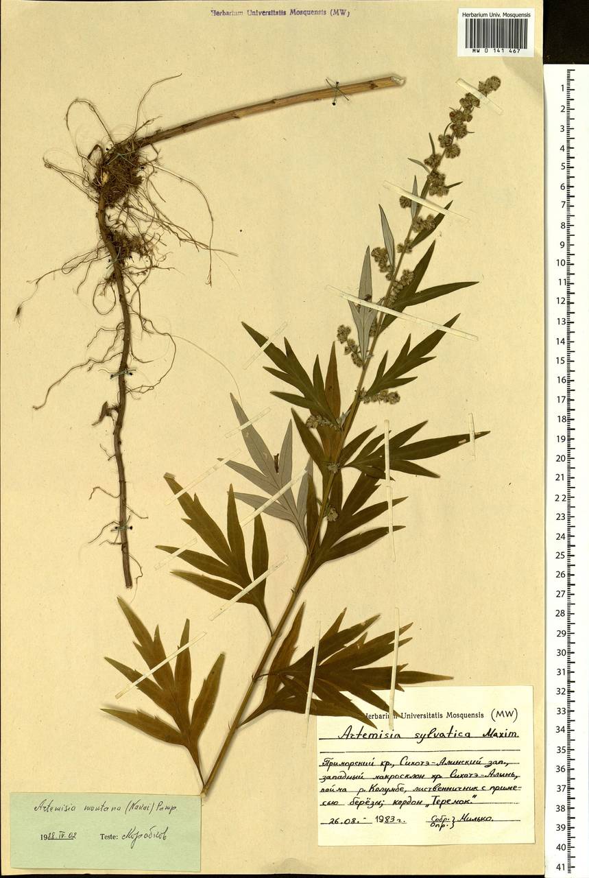 Artemisia montana (Nakai) Pamp., Siberia, Russian Far East (S6) (Russia)