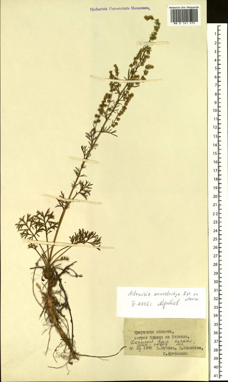 Artemisia pubescens var. monostachya (Bunge ex Maxim.) Y. R. Ling, Siberia, Baikal & Transbaikal region (S4) (Russia)
