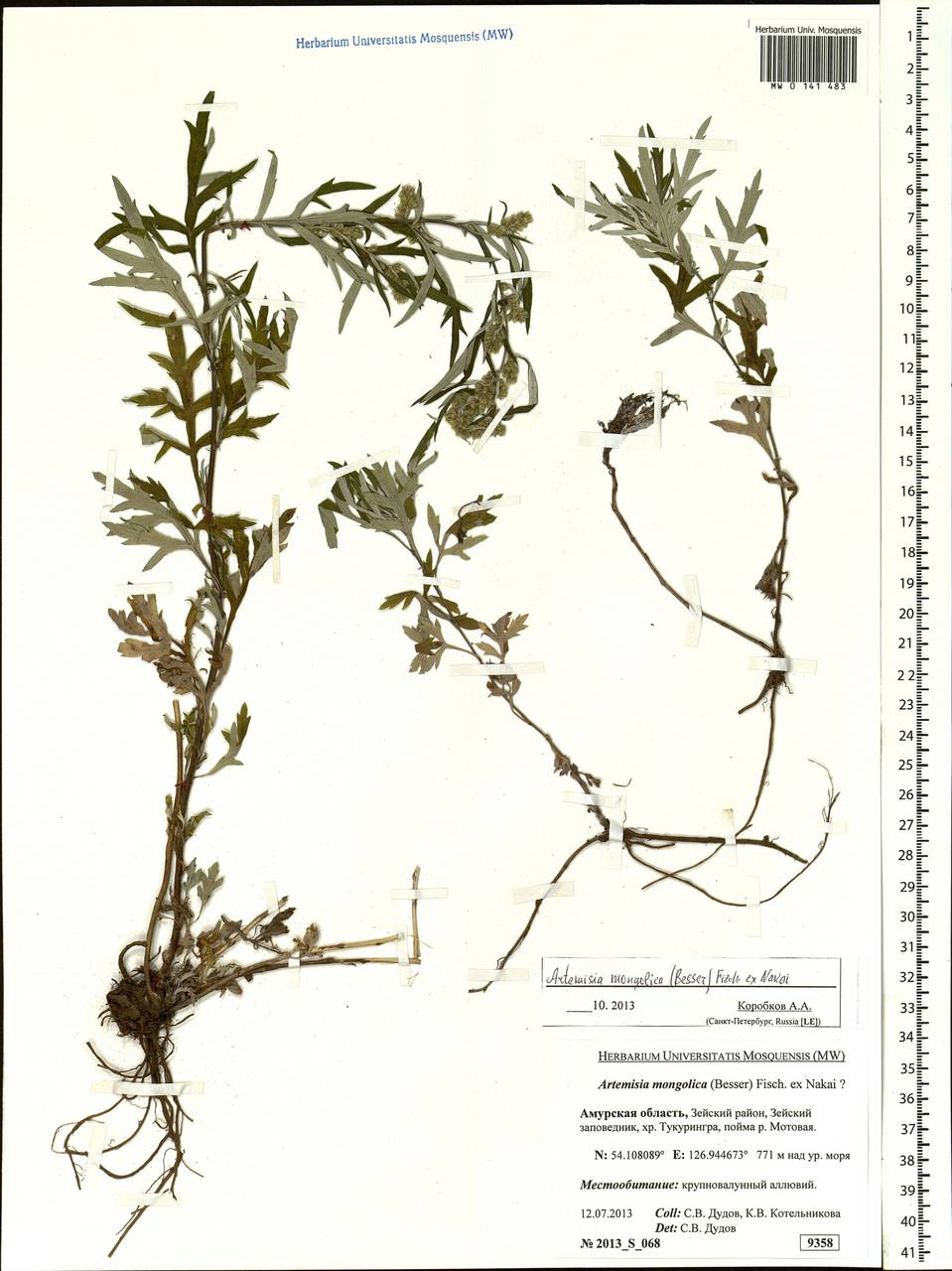 Artemisia mongolica (Fisch. ex Besser) Nakai, Siberia, Russian Far East (S6) (Russia)