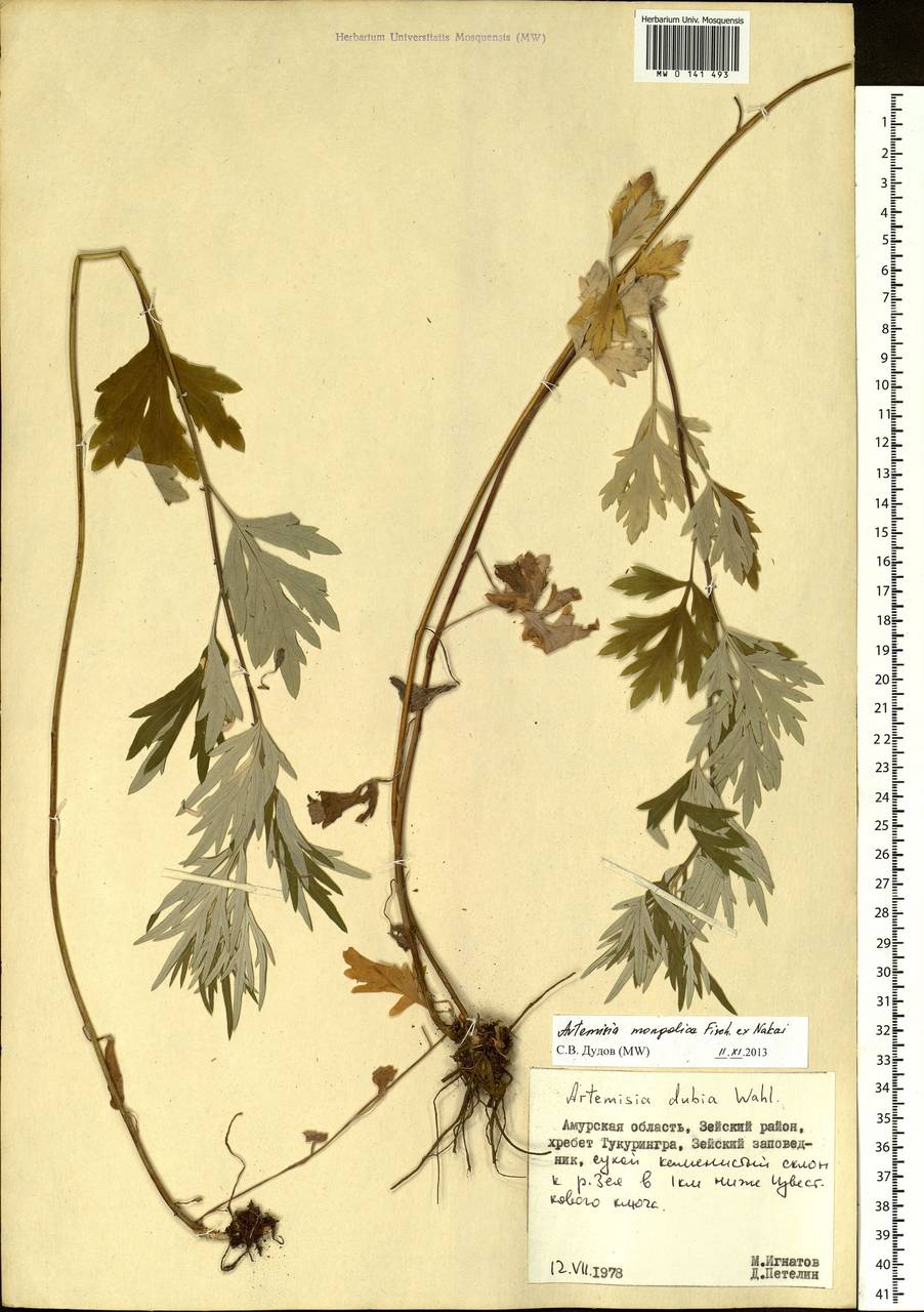 Artemisia mongolica (Fisch. ex Besser) Nakai, Siberia, Russian Far East (S6) (Russia)