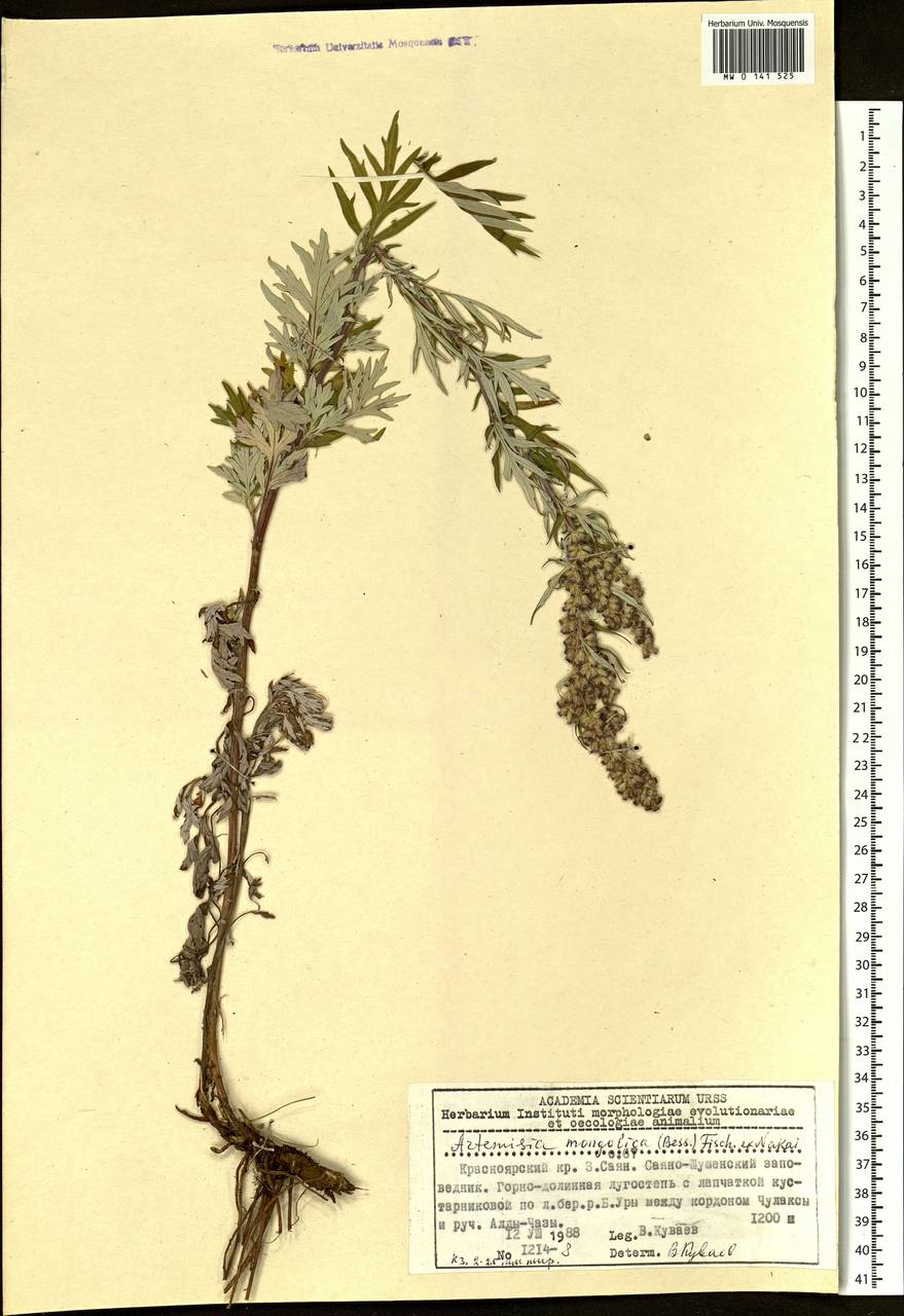 Artemisia mongolica (Fisch. ex Besser) Nakai, Siberia, Altai & Sayany Mountains (S2) (Russia)