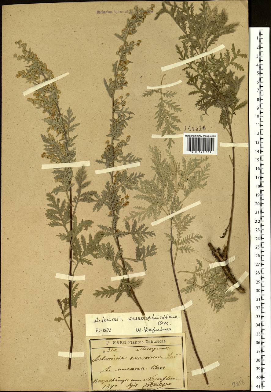 Artemisia gmelinii var. messerschmidiana (Besser) Poljakov, Siberia, Baikal & Transbaikal region (S4) (Russia)