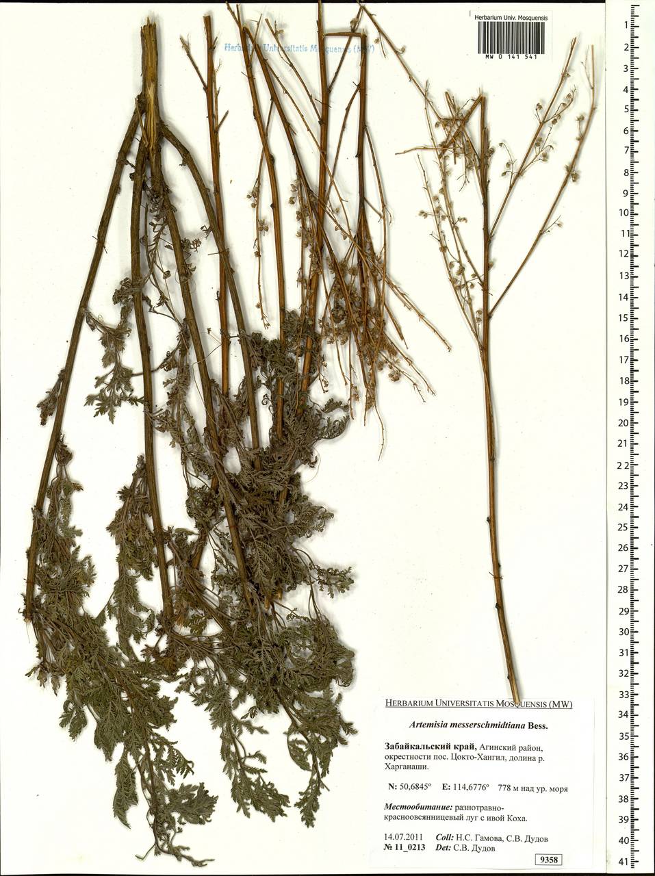 Artemisia gmelinii var. messerschmidiana (Besser) Poljakov, Siberia, Baikal & Transbaikal region (S4) (Russia)