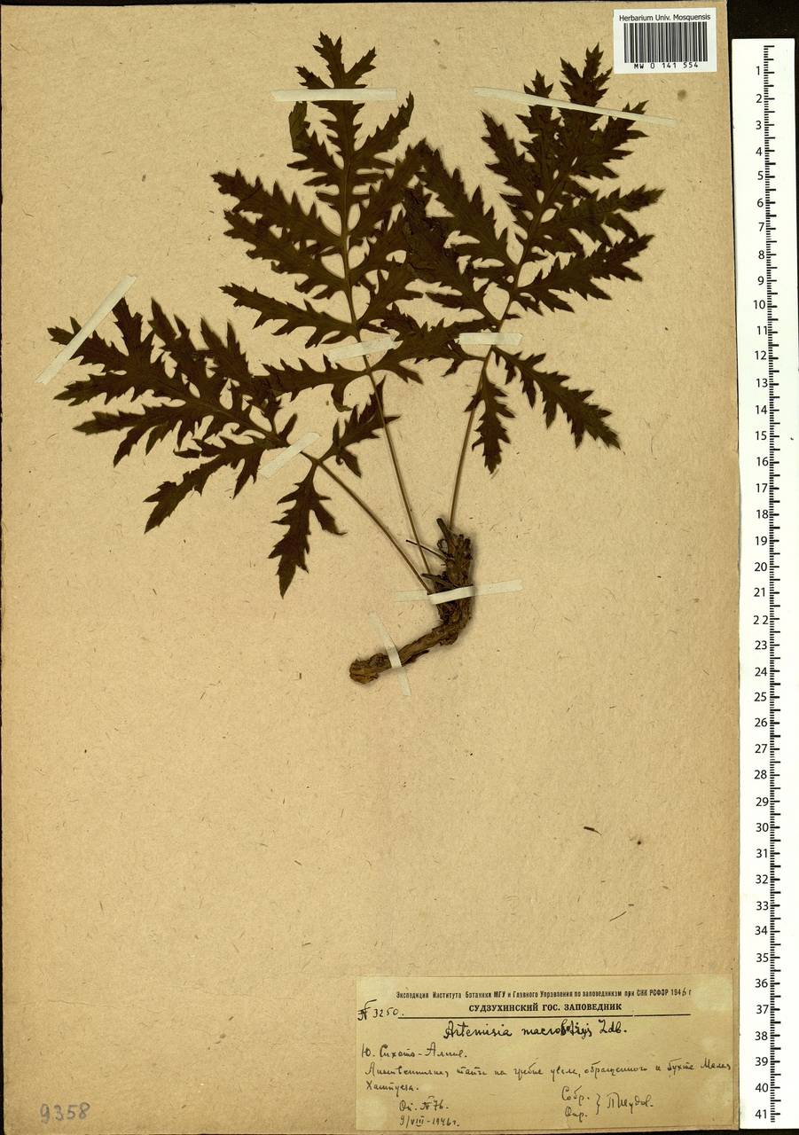 Artemisia maximovicziana (Schum.) Krasch. ex Poljakov, Siberia, Russian Far East (S6) (Russia)