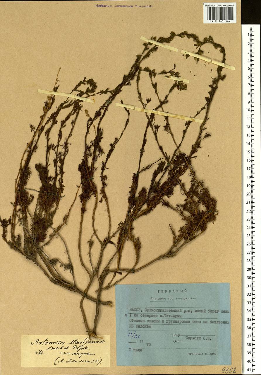 Artemisia obtusiloba subsp. martjanovii (Krasch. ex Poljakov) Krasnob., Siberia, Yakutia (S5) (Russia)