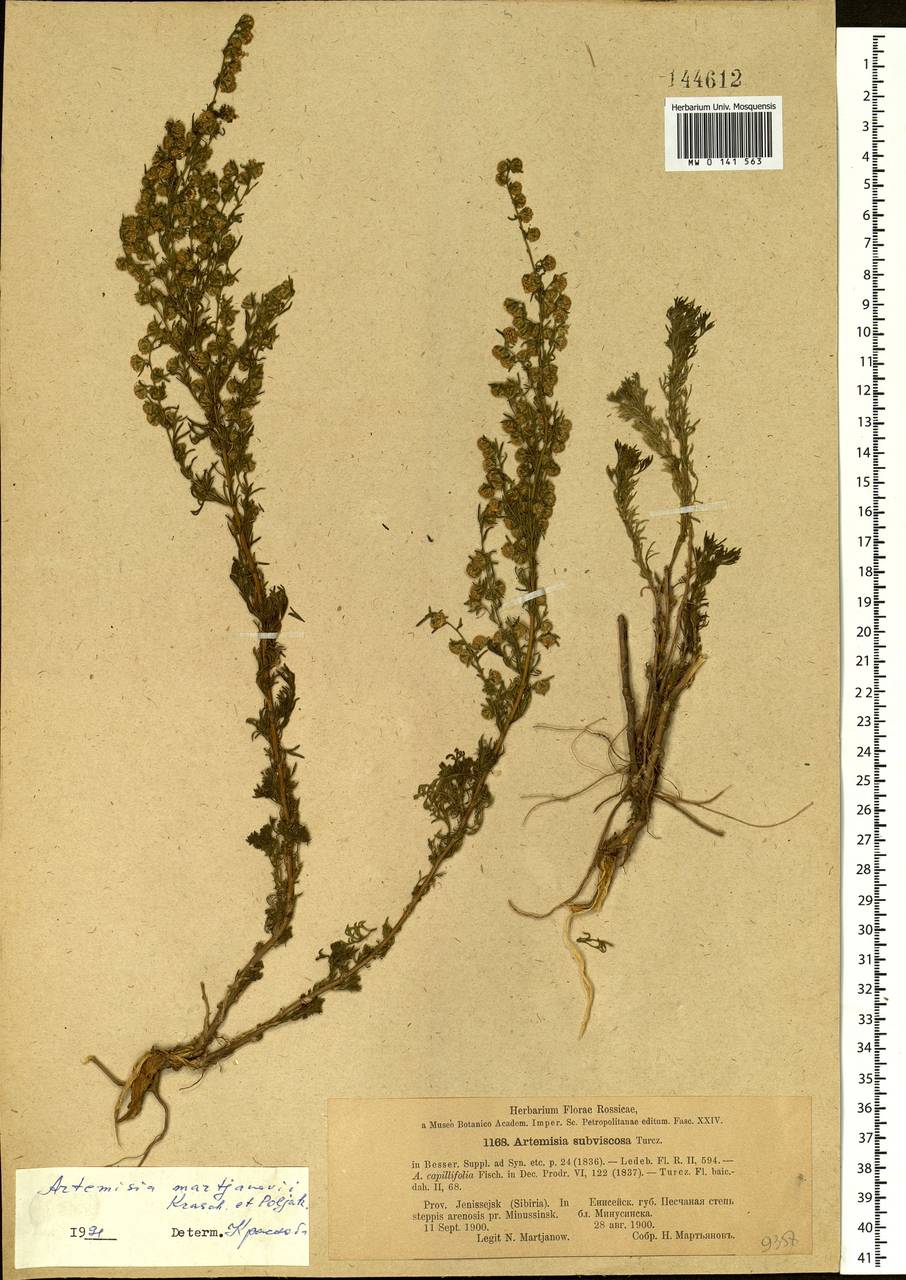 Artemisia obtusiloba subsp. martjanovii (Krasch. ex Poljakov) Krasnob., Siberia, Altai & Sayany Mountains (S2) (Russia)