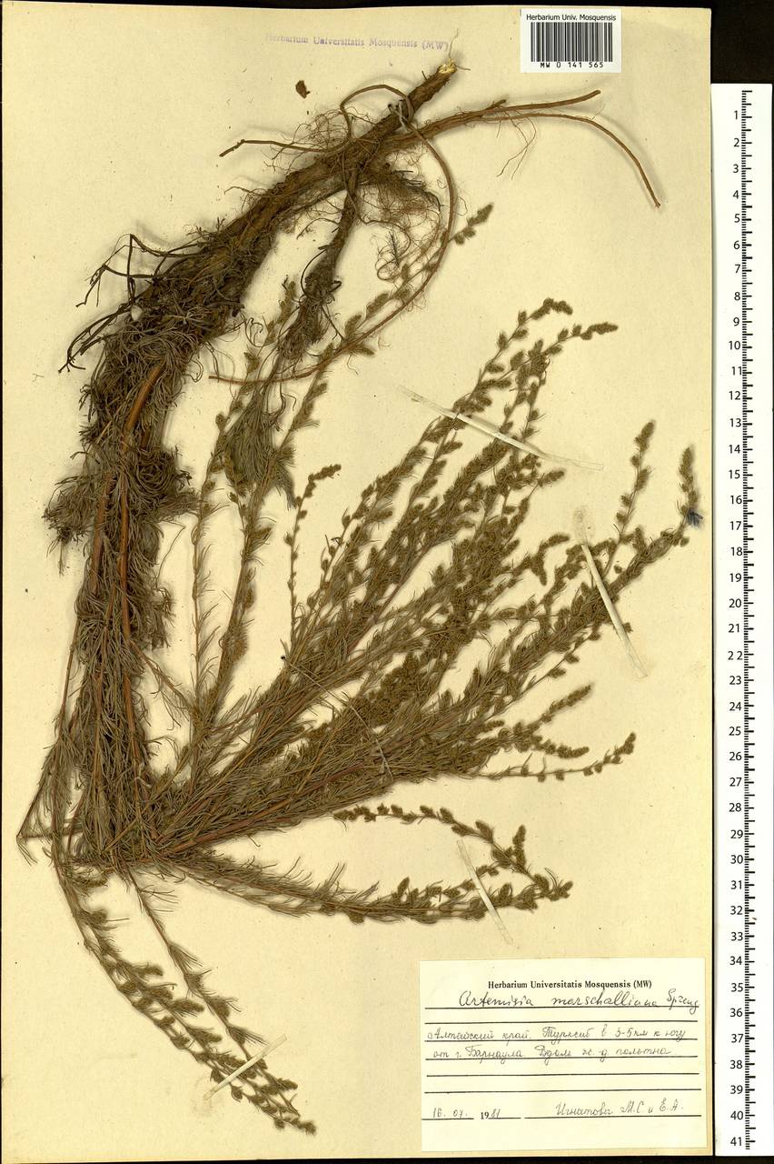 Artemisia marschalliana Spreng., Siberia, Altai & Sayany Mountains (S2) (Russia)