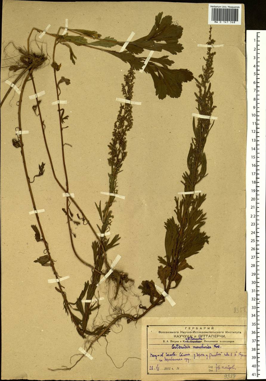 Artemisia mandschurica (Kom.) Kom., Siberia, Russian Far East (S6) (Russia)