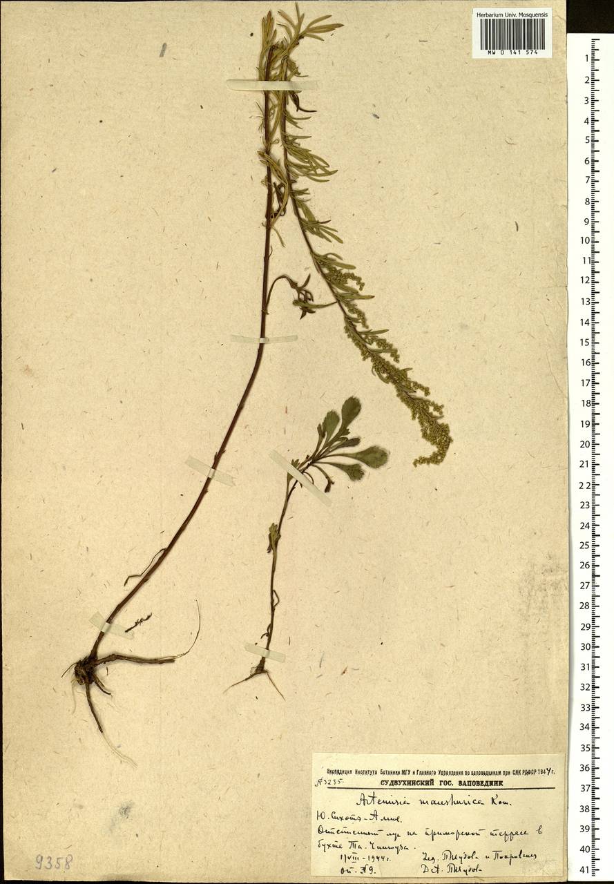Artemisia mandschurica (Kom.) Kom., Siberia, Russian Far East (S6) (Russia)