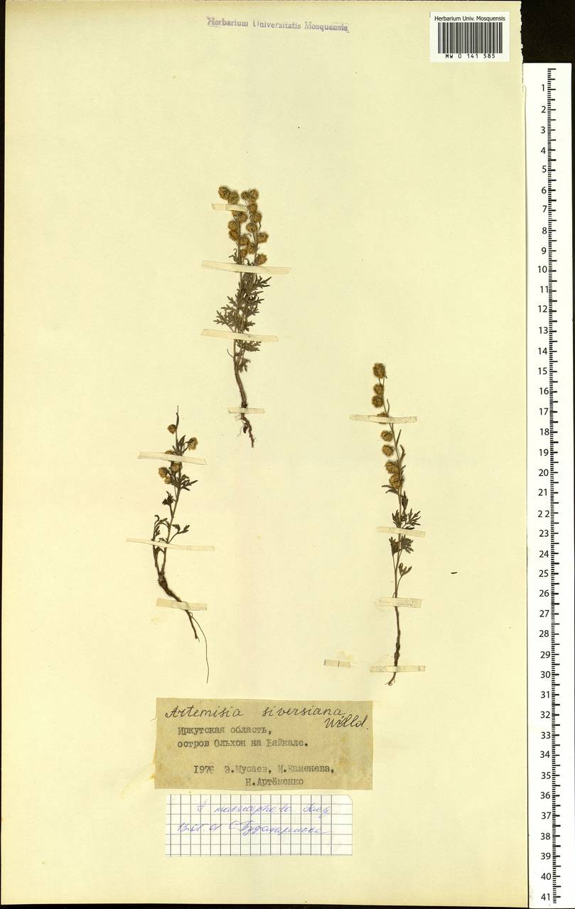 Artemisia macrocephala Jacquem. ex Besser, Siberia, Baikal & Transbaikal region (S4) (Russia)