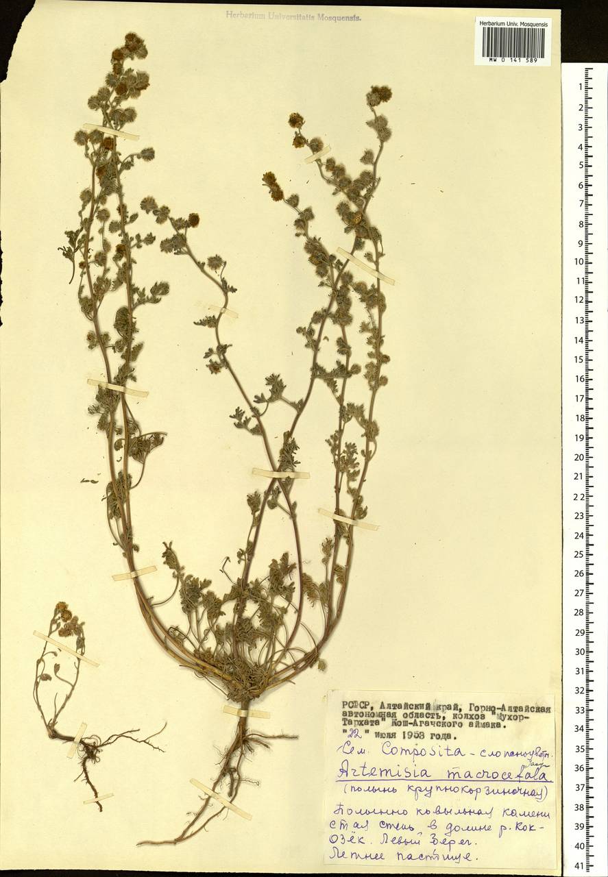 Artemisia macrocephala Jacquem. ex Besser, Siberia, Altai & Sayany Mountains (S2) (Russia)