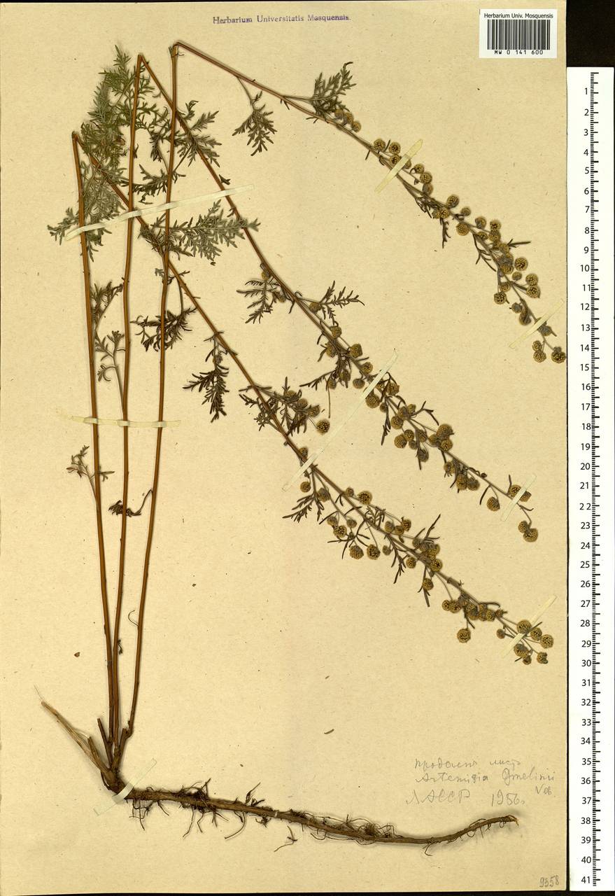 Artemisia macrantha Ledeb., Siberia, Yakutia (S5) (Russia)