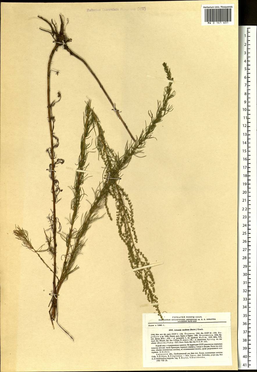 Artemisia macilenta (Maxim.) Krasch., Siberia, Russian Far East (S6) (Russia)