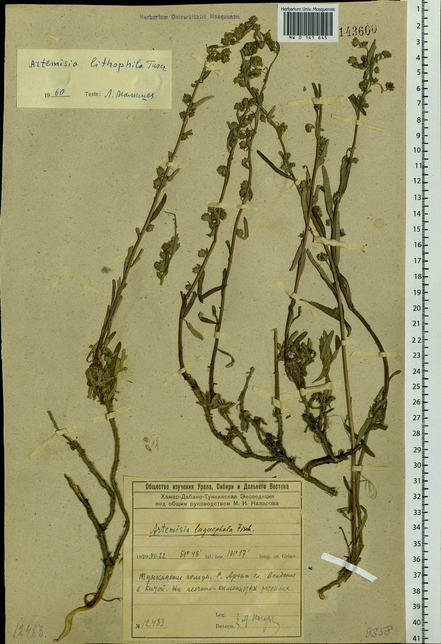 Artemisia lagocephala var. lithophila (Turcz. ex DC.) Y. R. Ling, Siberia, Baikal & Transbaikal region (S4) (Russia)