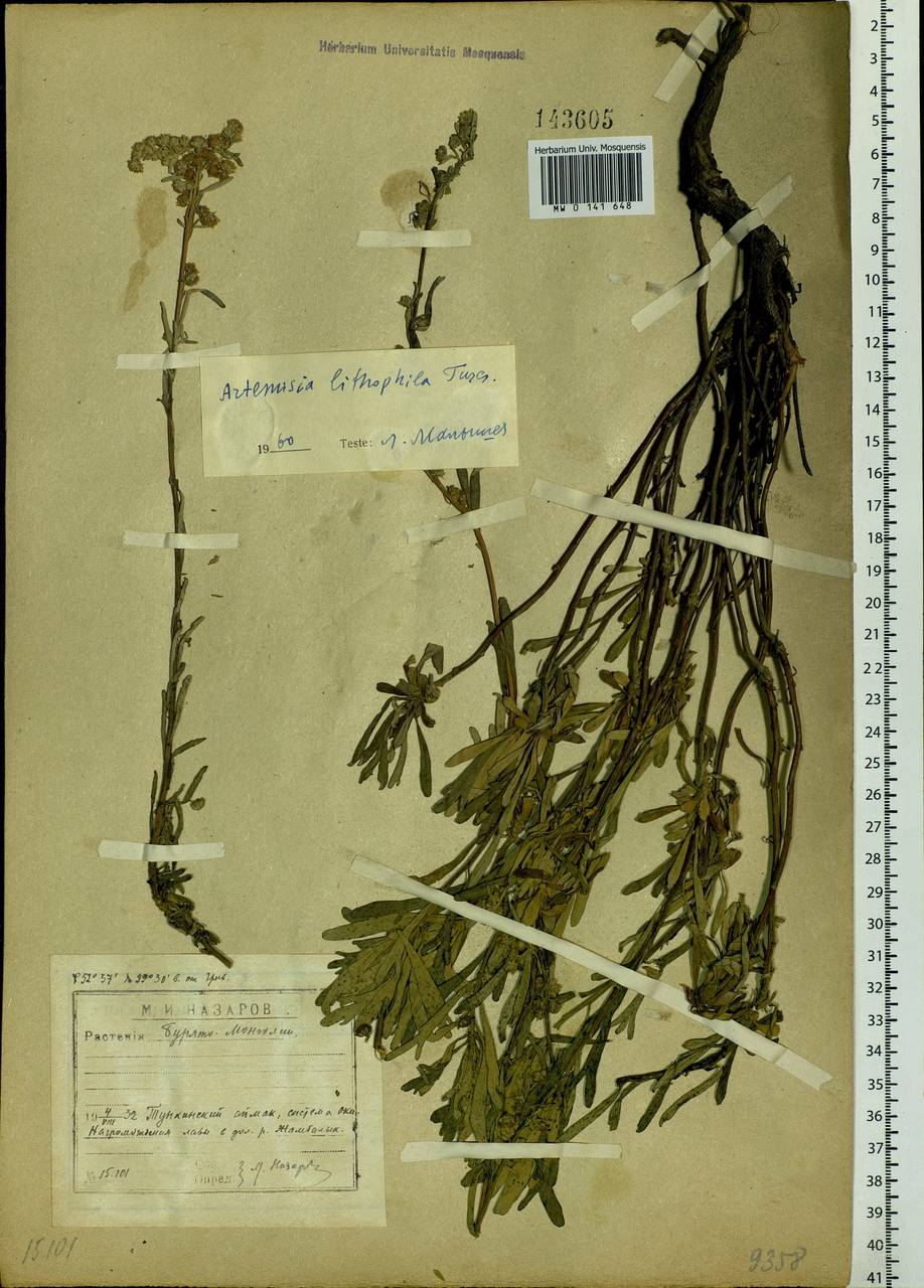 Artemisia lagocephala var. lithophila (Turcz. ex DC.) Y. R. Ling, Siberia, Baikal & Transbaikal region (S4) (Russia)