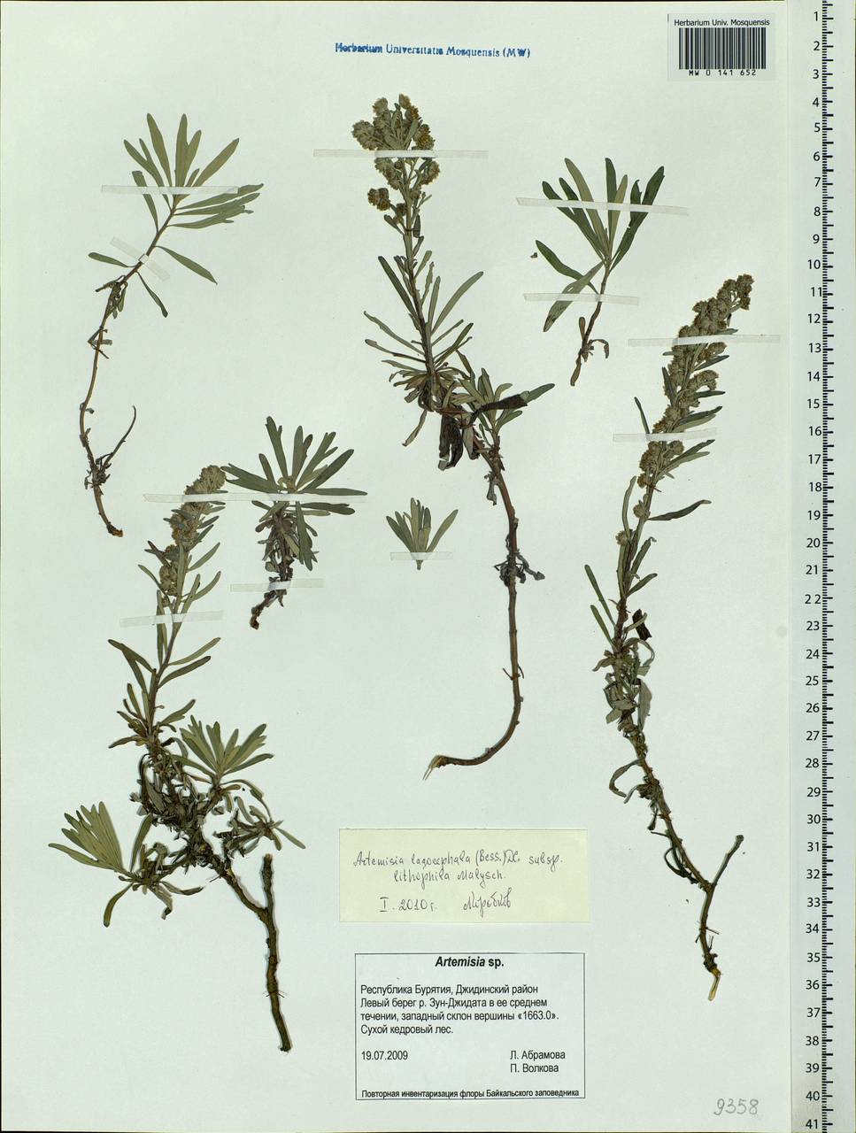 Artemisia lagocephala var. lithophila (Turcz. ex DC.) Y. R. Ling, Siberia, Baikal & Transbaikal region (S4) (Russia)