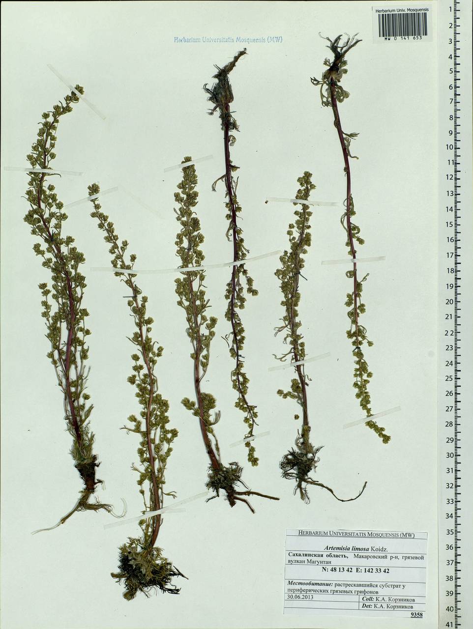 Artemisia limosa Koidz., Siberia, Russian Far East (S6) (Russia)