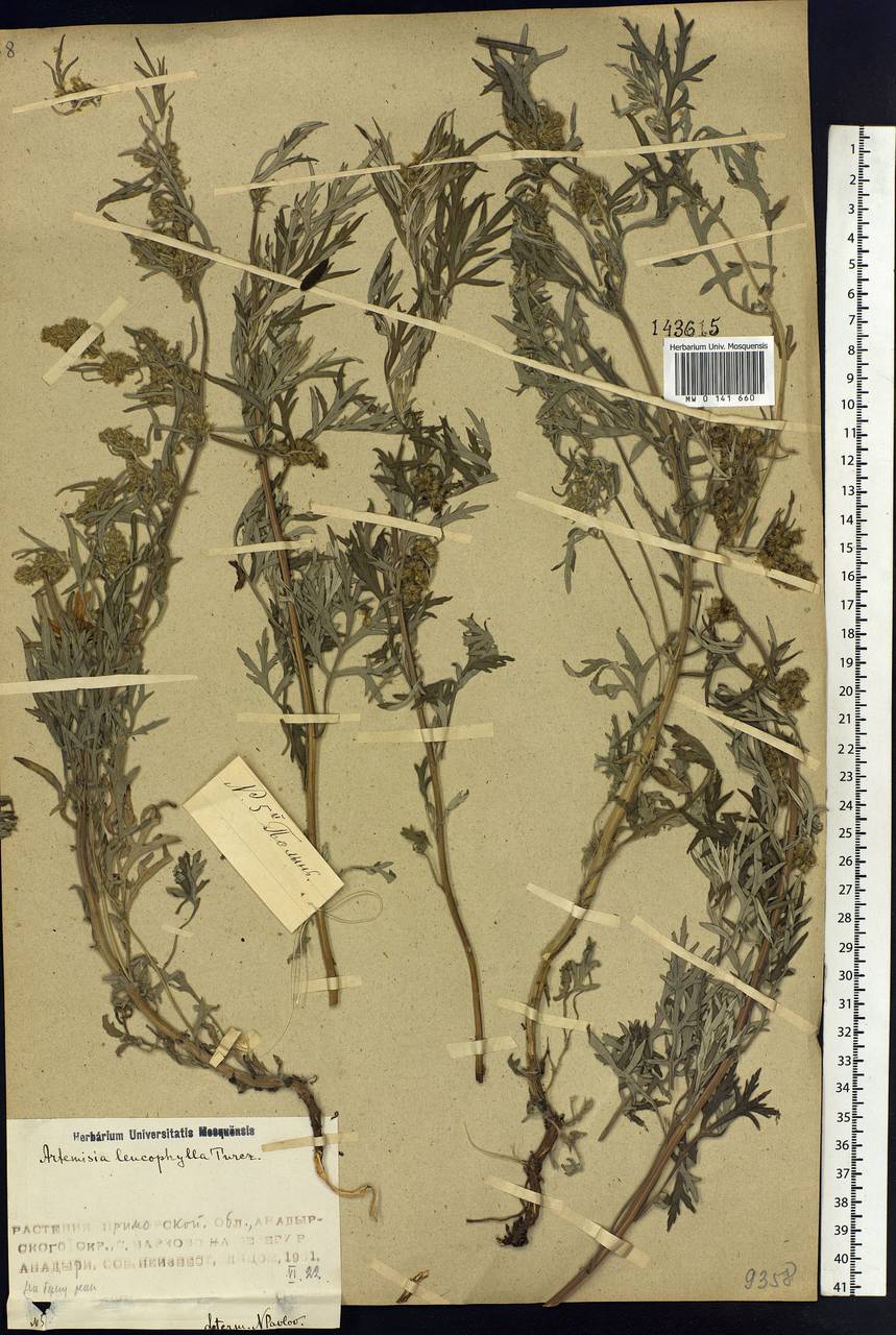 Artemisia leucophylla (Turcz. ex Besser) C. B. Clarke, Siberia, Chukotka & Kamchatka (S7) (Russia)