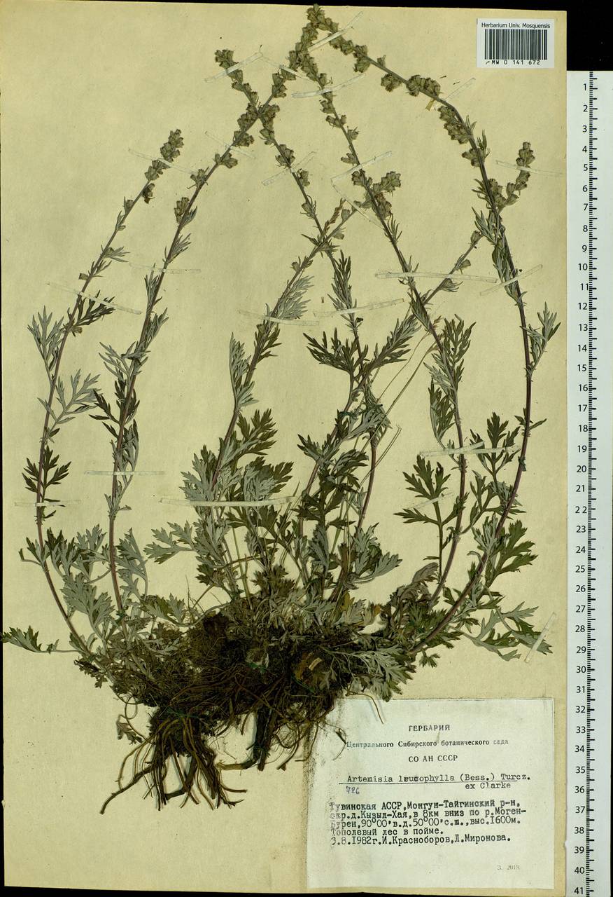 Artemisia leucophylla (Turcz. ex Besser) C. B. Clarke, Siberia, Altai & Sayany Mountains (S2) (Russia)