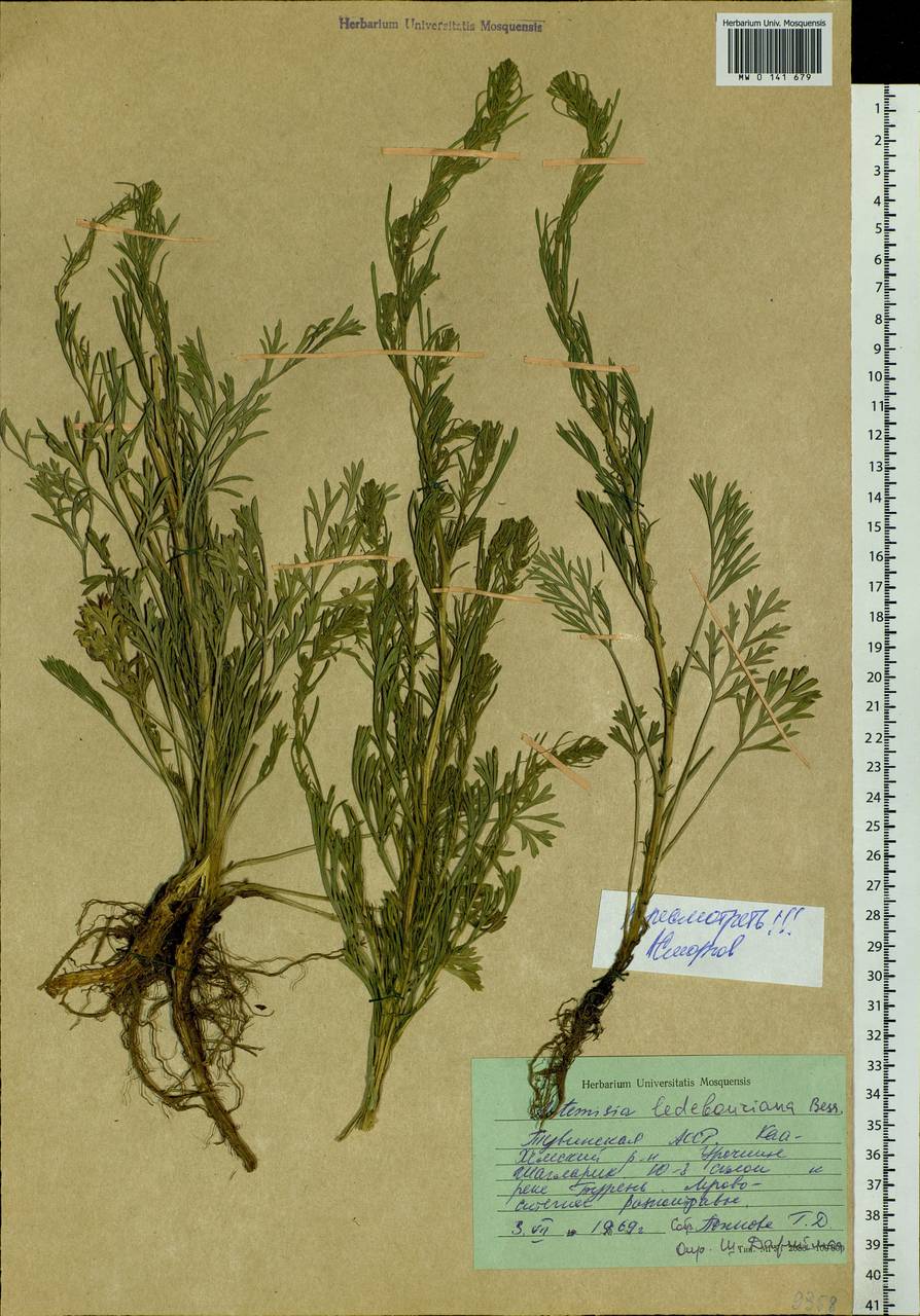 Artemisia ledebouriana Besser, Siberia, Altai & Sayany Mountains (S2) (Russia)