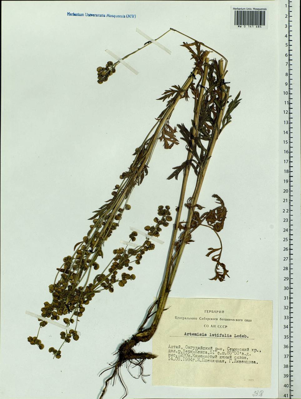 Artemisia latifolia Ledeb., Siberia, Altai & Sayany Mountains (S2) (Russia)