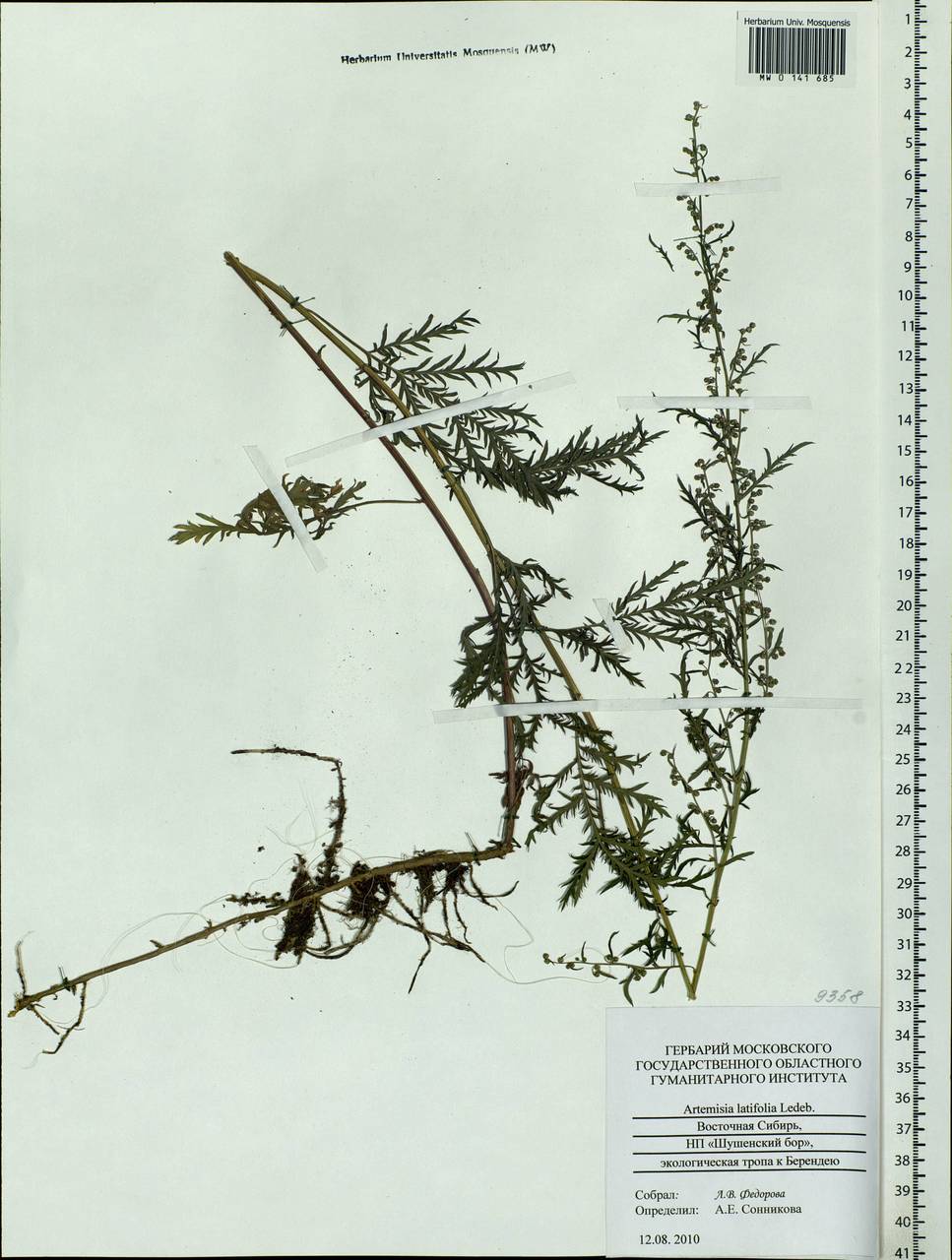 Artemisia latifolia Ledeb., Siberia, Altai & Sayany Mountains (S2) (Russia)