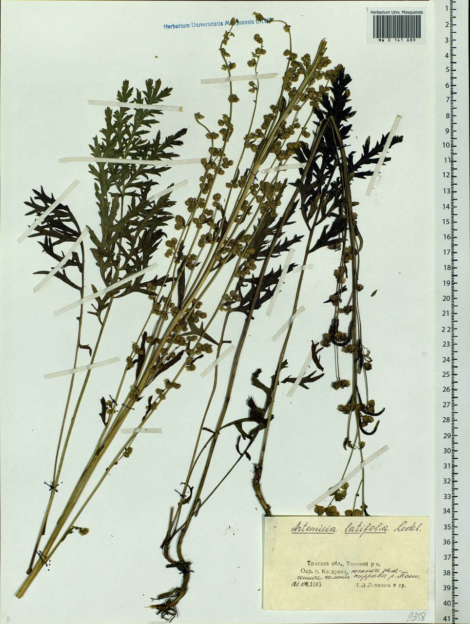Artemisia latifolia Ledeb., Siberia, Western Siberia (S1) (Russia)