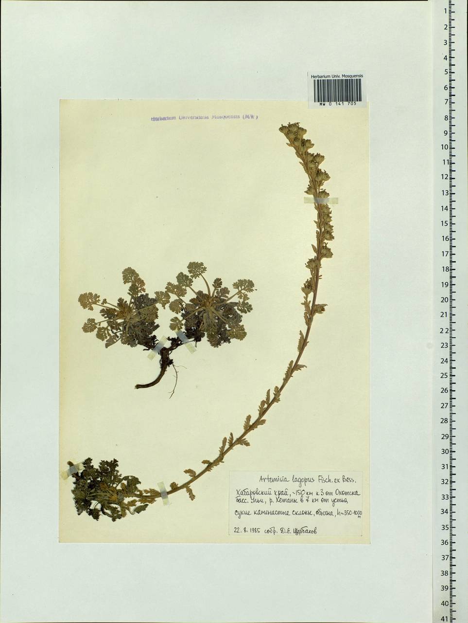 Artemisia lagopus Fisch. ex Besser, Siberia, Russian Far East (S6) (Russia)
