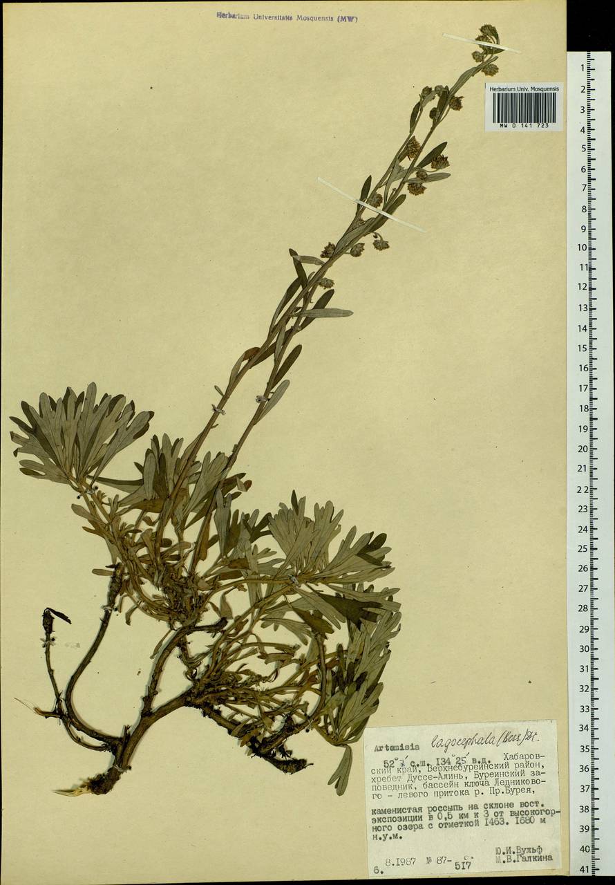 Artemisia lagocephala (Fisch. ex Besser) DC., Siberia, Russian Far East (S6) (Russia)