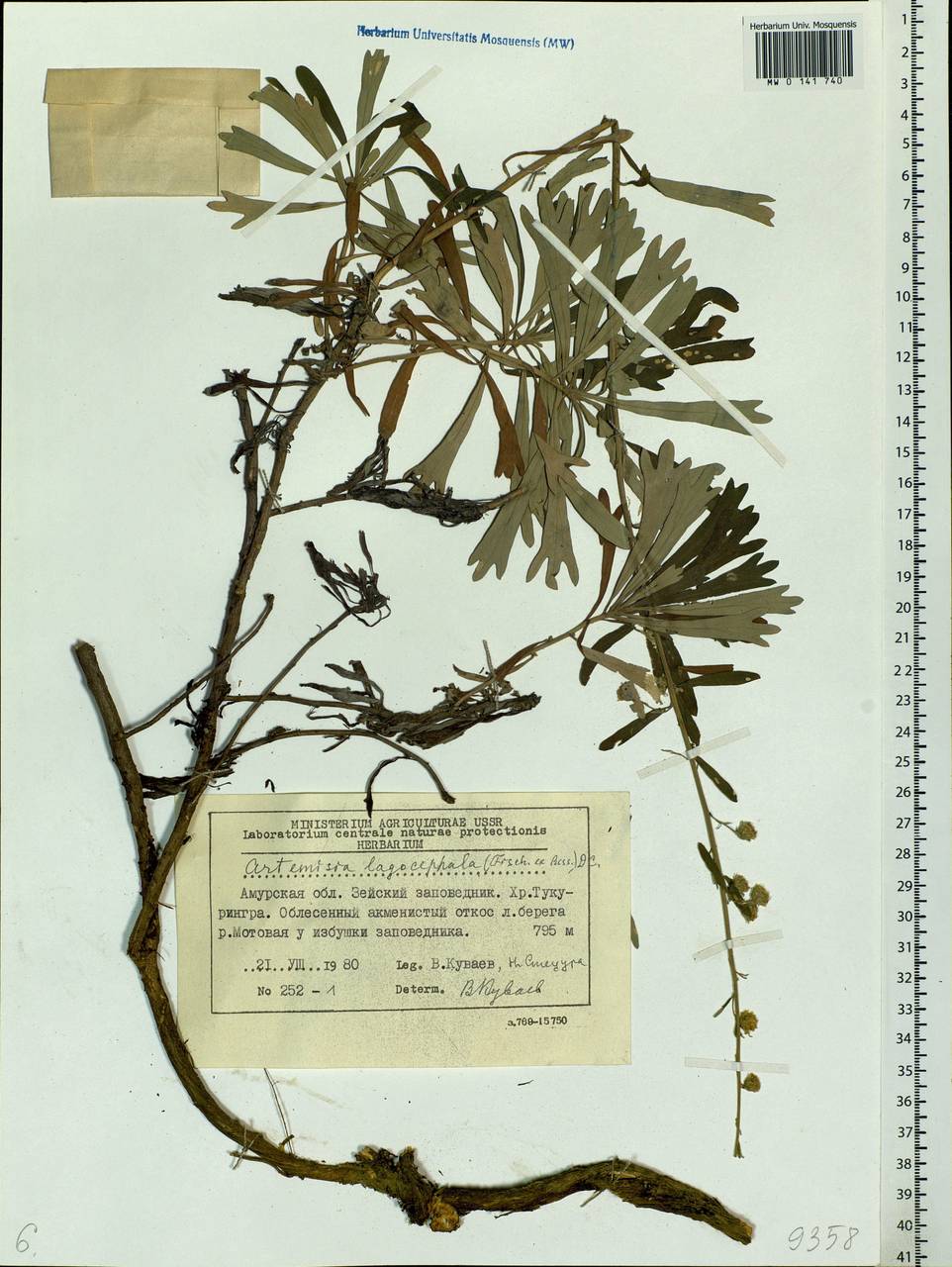 Artemisia lagocephala (Fisch. ex Besser) DC., Siberia, Russian Far East (S6) (Russia)