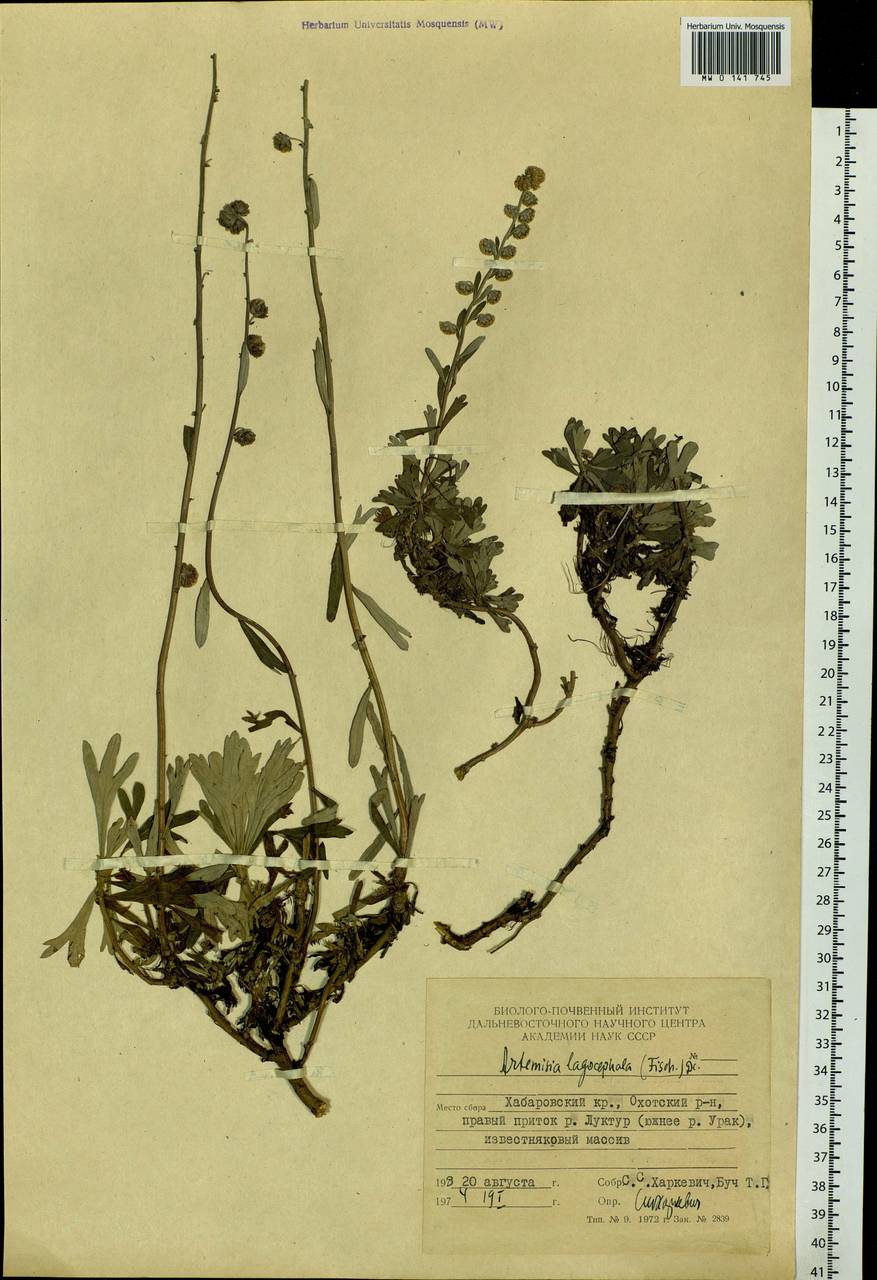 Artemisia lagocephala (Fisch. ex Besser) DC., Siberia, Russian Far East (S6) (Russia)