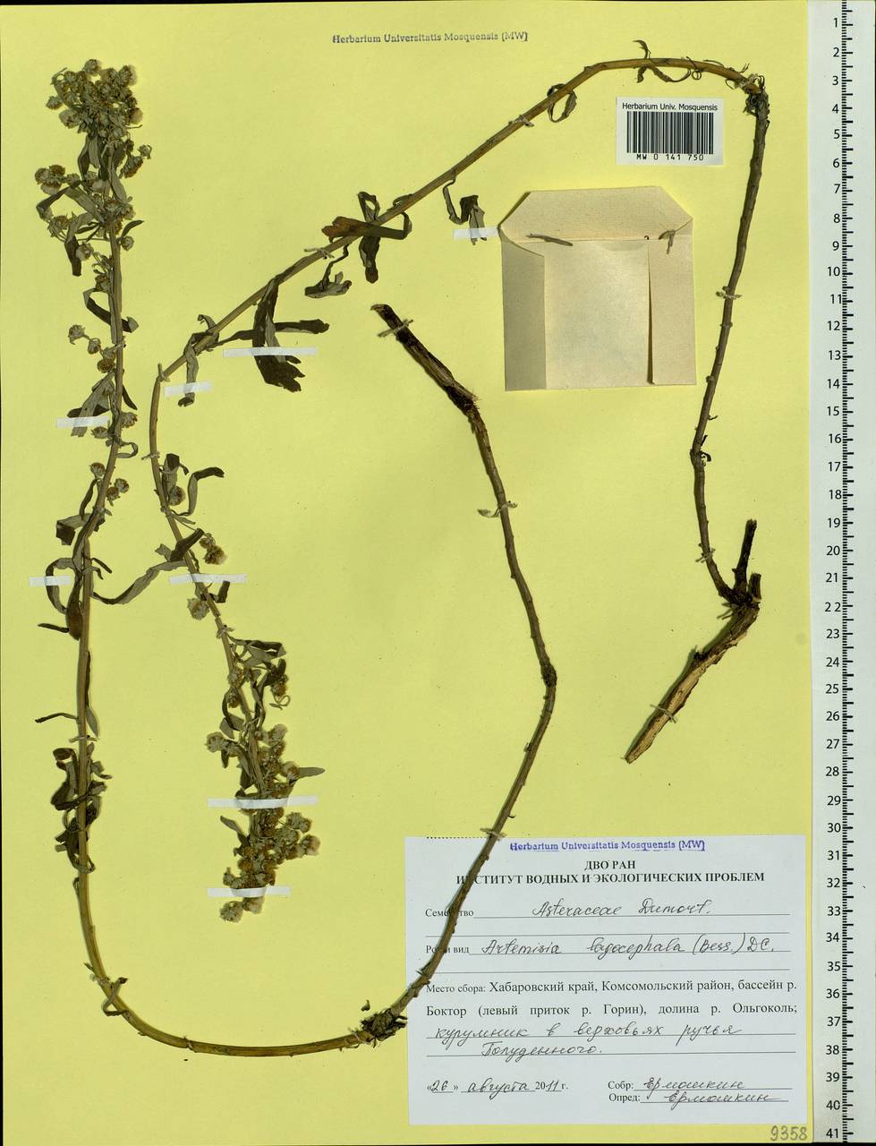 Artemisia lagocephala (Fisch. ex Besser) DC., Siberia, Russian Far East (S6) (Russia)