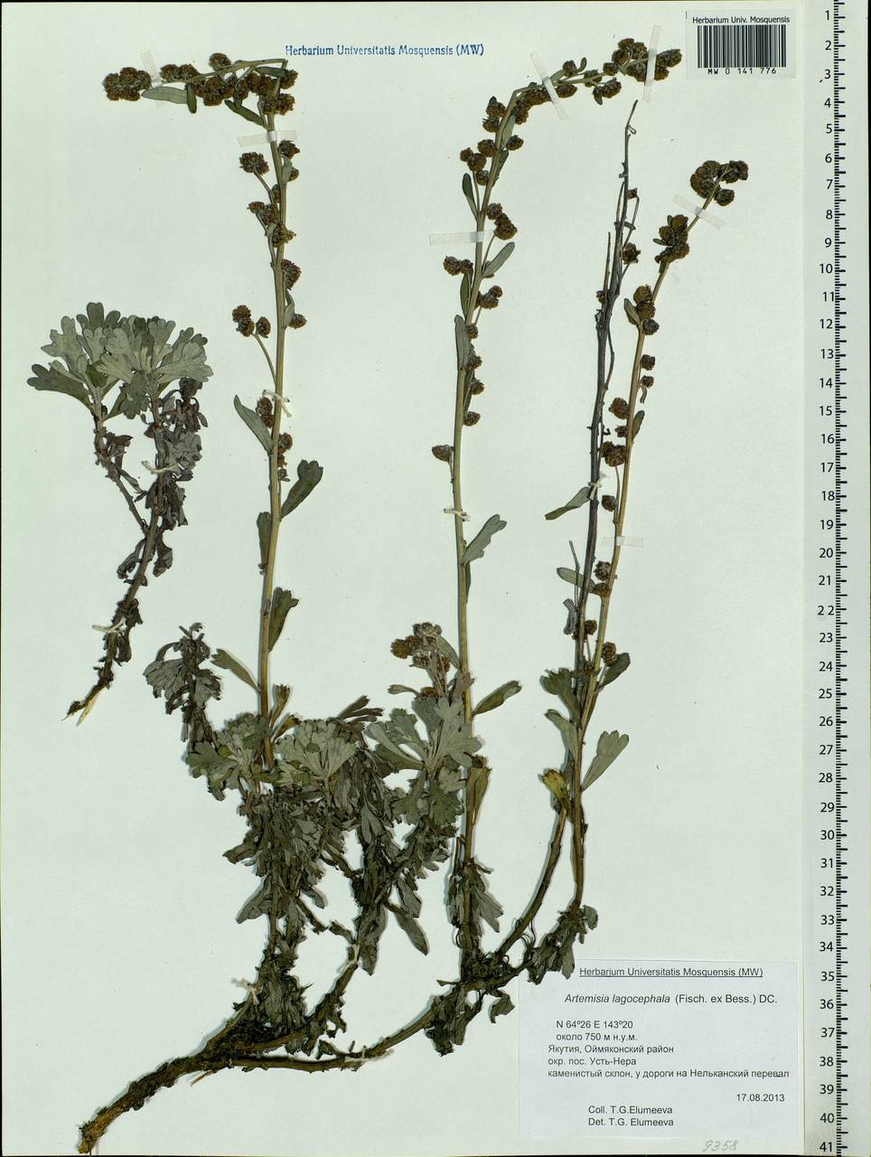 Artemisia lagocephala (Fisch. ex Besser) DC., Siberia, Yakutia (S5) (Russia)