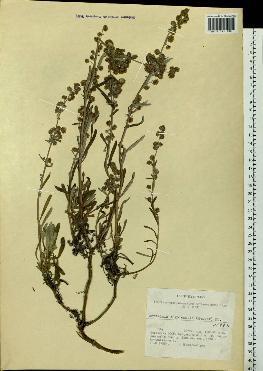 Artemisia lagocephala (Fisch. ex Besser) DC., Siberia, Baikal & Transbaikal region (S4) (Russia)