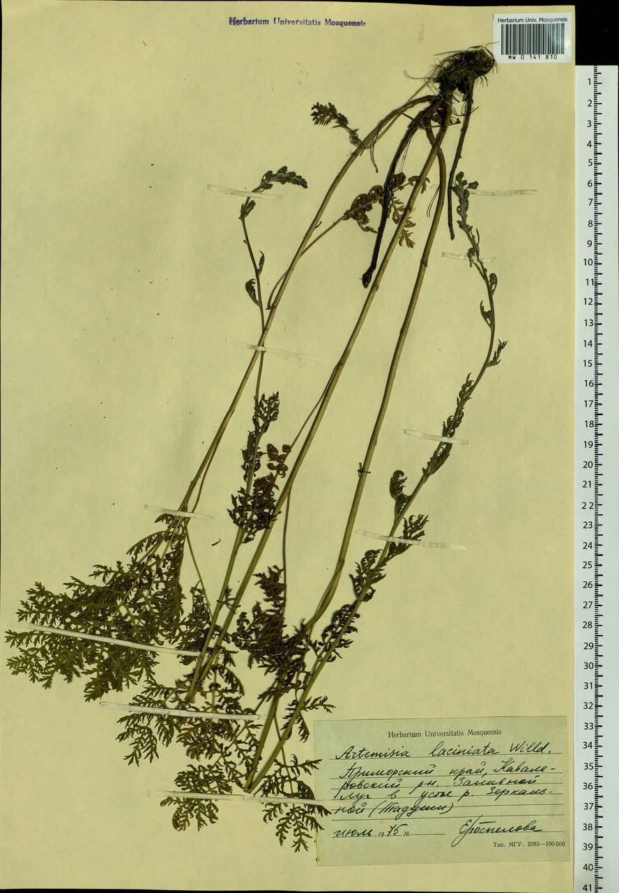 Artemisia laciniata Willd., Siberia, Russian Far East (S6) (Russia)