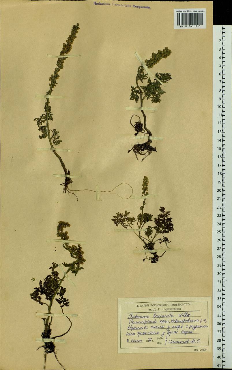 Artemisia laciniata Willd., Siberia, Russian Far East (S6) (Russia)