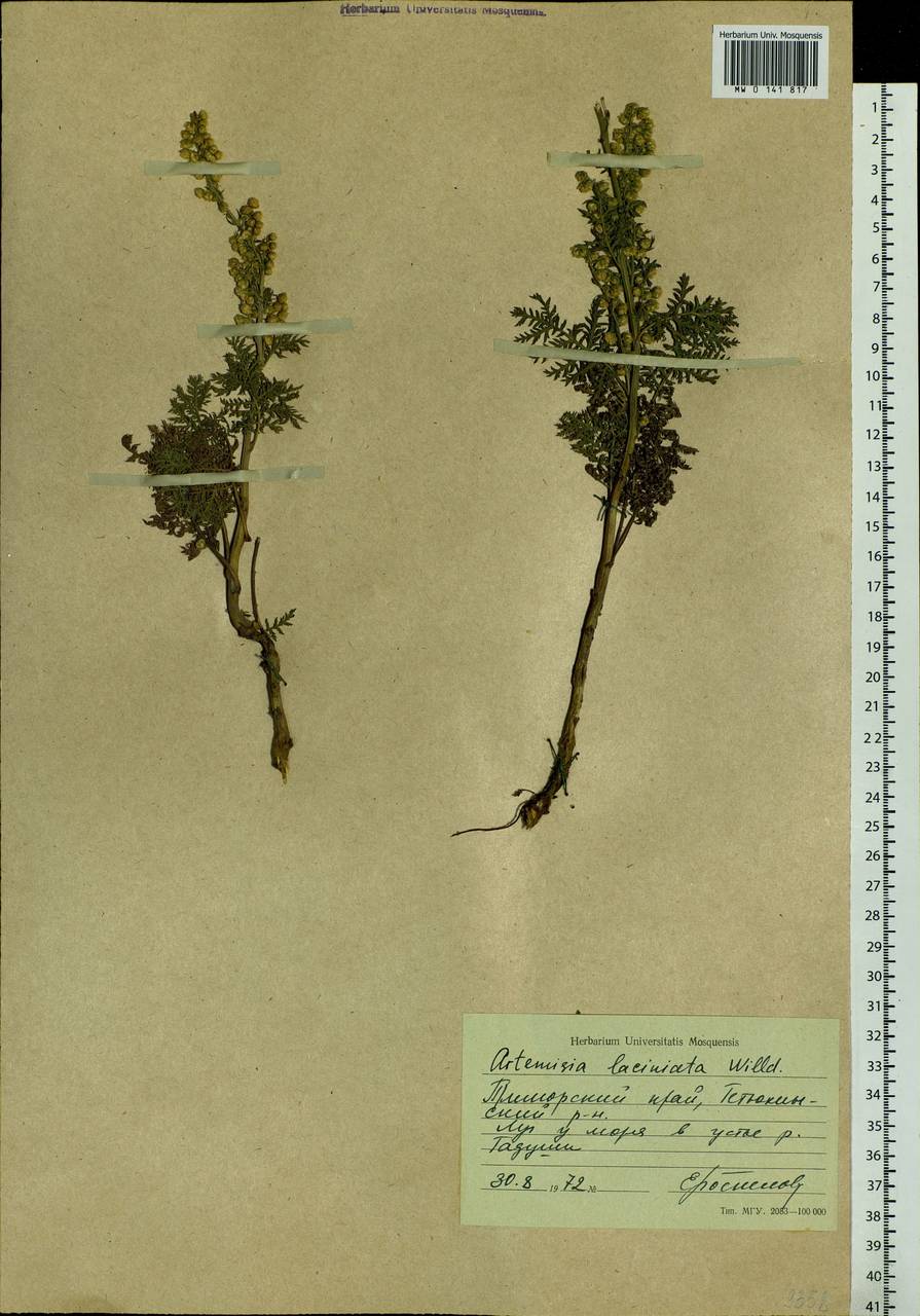Artemisia laciniata Willd., Siberia, Russian Far East (S6) (Russia)