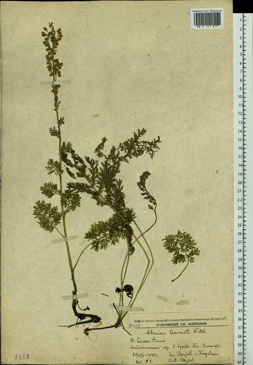 Artemisia laciniata Willd., Siberia, Russian Far East (S6) (Russia)