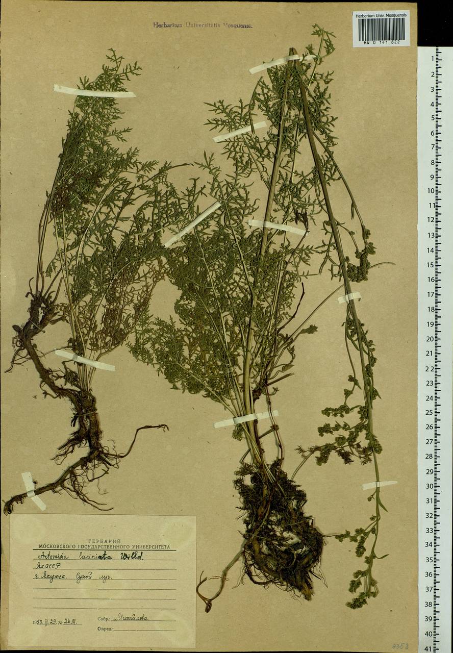 Artemisia laciniata Willd., Siberia, Yakutia (S5) (Russia)