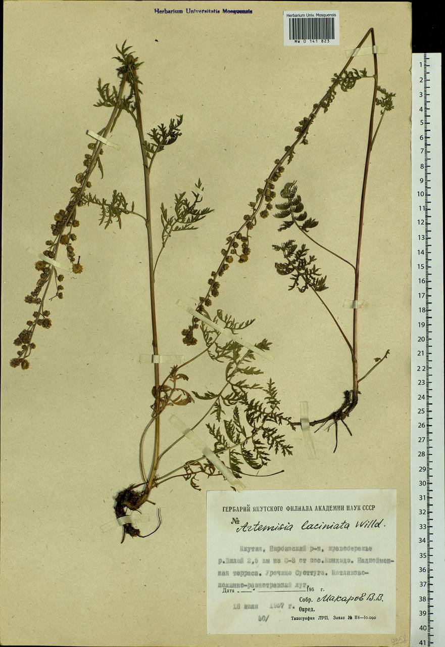 Artemisia laciniata Willd., Siberia, Yakutia (S5) (Russia)