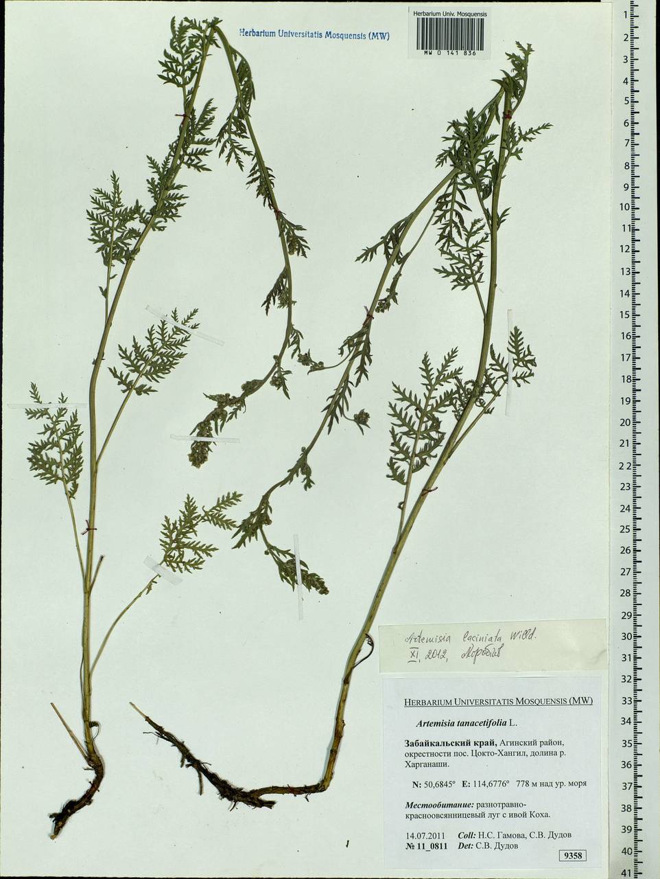 Artemisia laciniata Willd., Siberia, Baikal & Transbaikal region (S4) (Russia)