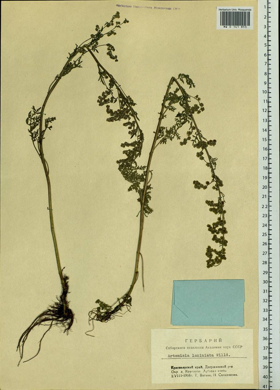 Artemisia laciniata Willd., Siberia, Central Siberia (S3) (Russia)