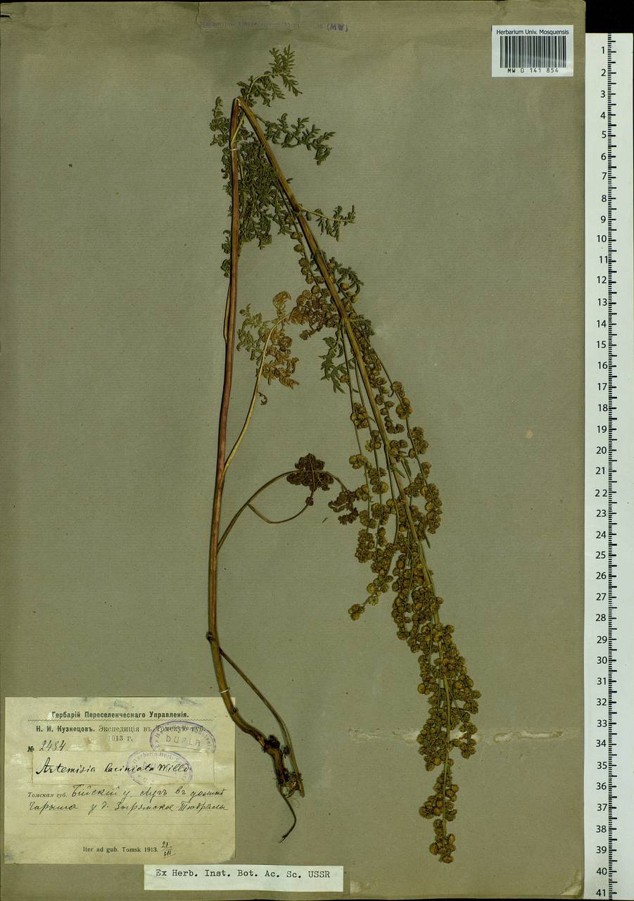 Artemisia laciniata Willd., Siberia, Western (Kazakhstan) Altai Mountains (S2a) (Kazakhstan)