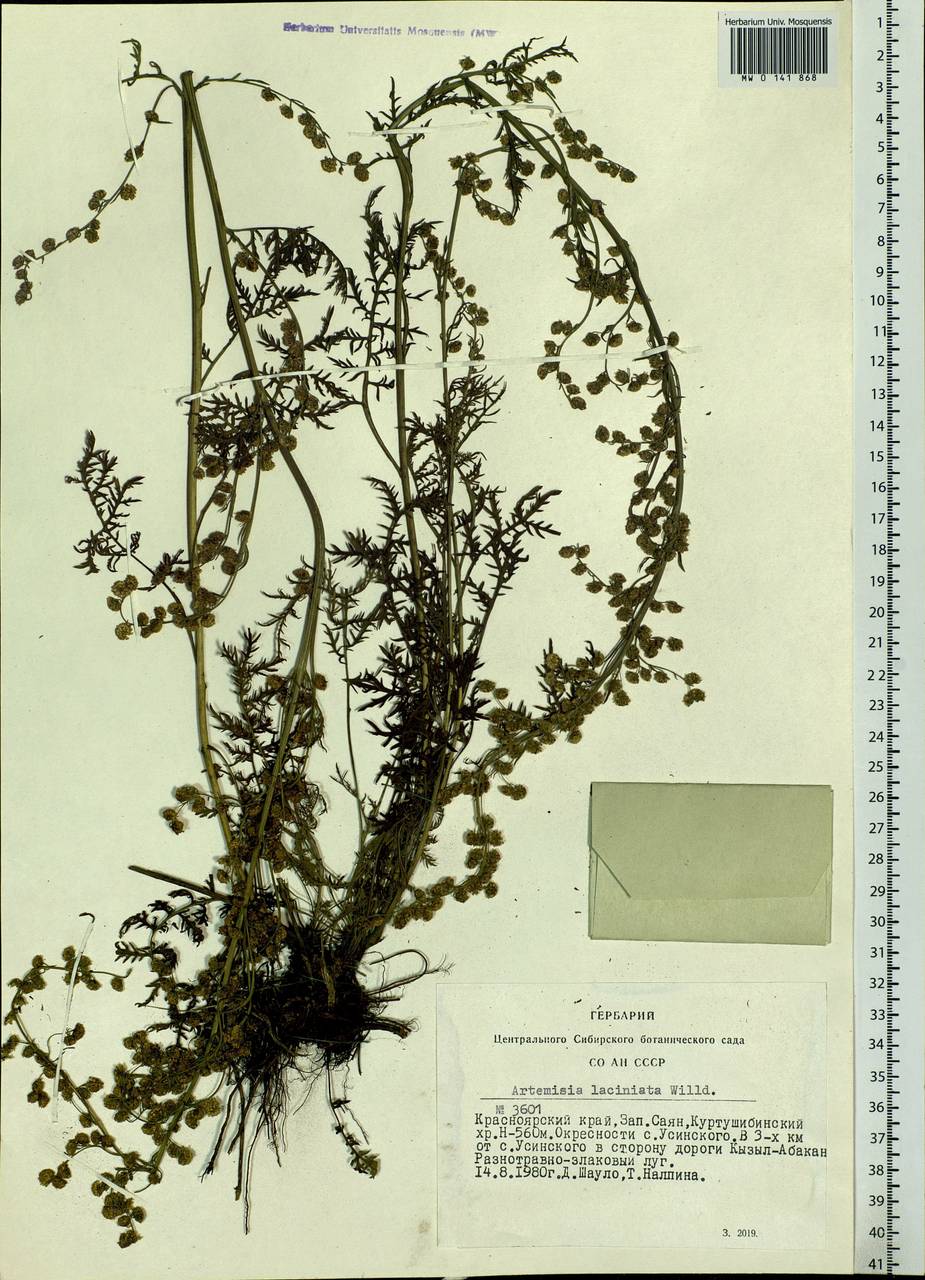 Artemisia laciniata Willd., Siberia, Altai & Sayany Mountains (S2) (Russia)