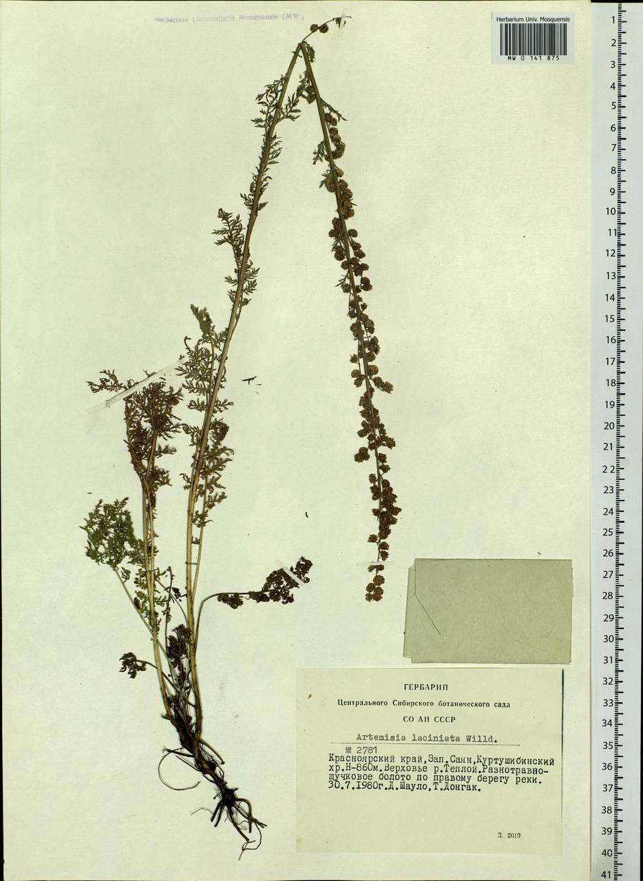 Artemisia laciniata Willd., Siberia, Altai & Sayany Mountains (S2) (Russia)