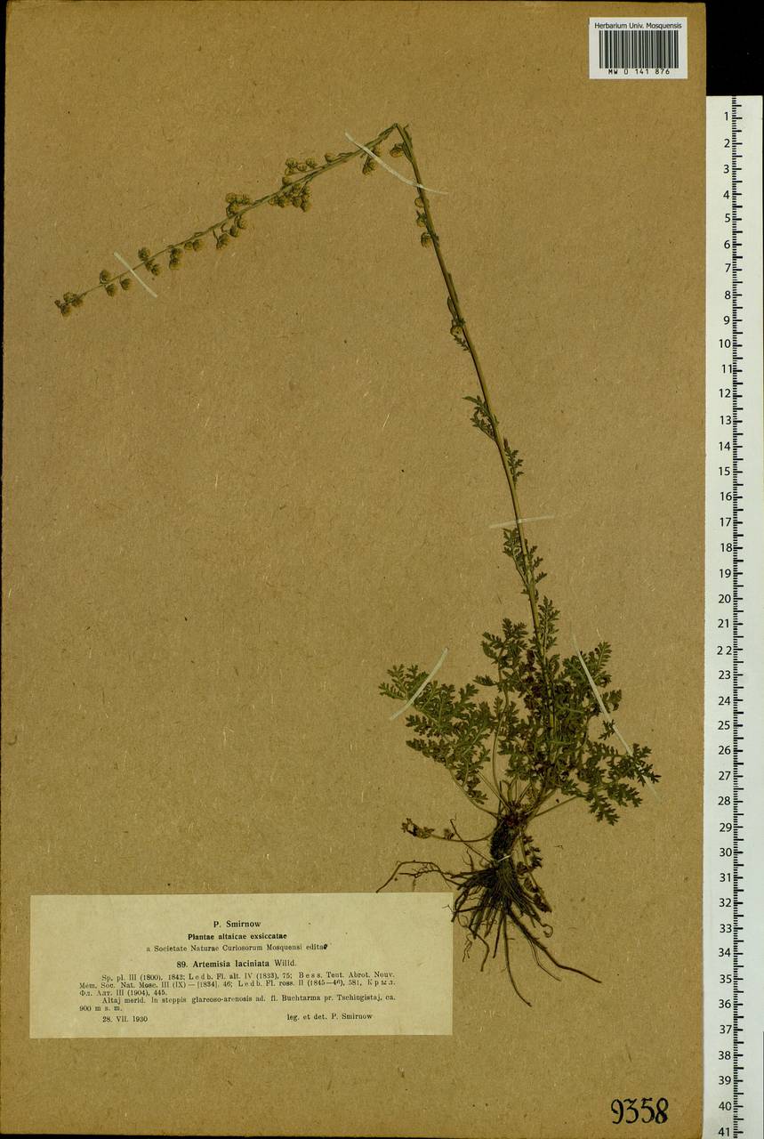 Artemisia laciniata Willd., Siberia, Western (Kazakhstan) Altai Mountains (S2a) (Kazakhstan)