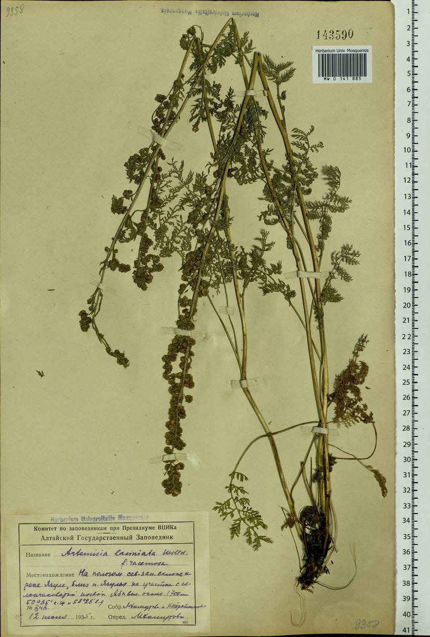 Artemisia laciniata Willd., Siberia, Altai & Sayany Mountains (S2) (Russia)