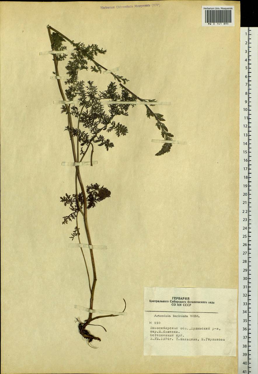 Artemisia laciniata Willd., Siberia, Western Siberia (S1) (Russia)