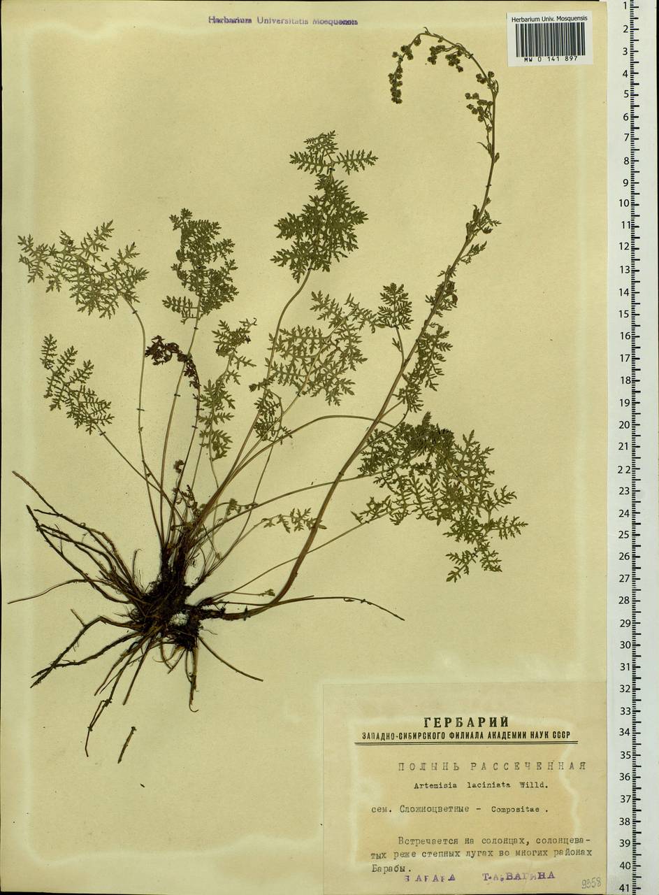 Artemisia laciniata Willd., Siberia, Western Siberia (S1) (Russia)