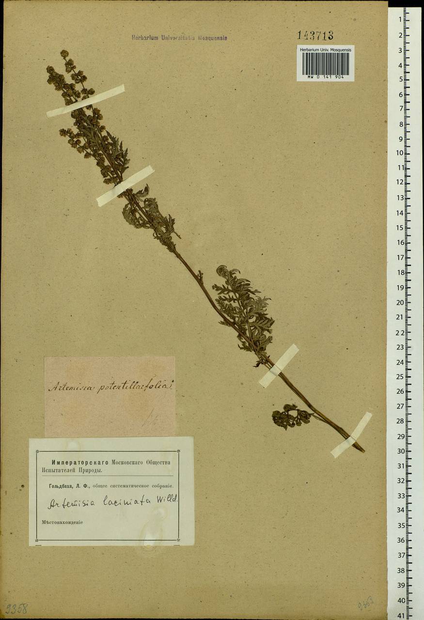 Artemisia laciniata Willd., Siberia (no precise locality) (S0) (Russia)
